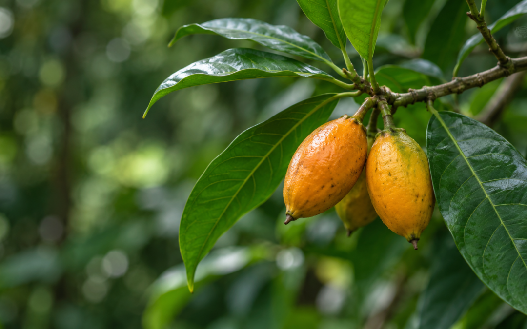 Ibogaine State Research: What’s Actually Happening, and What Safe Treatment Still Requires